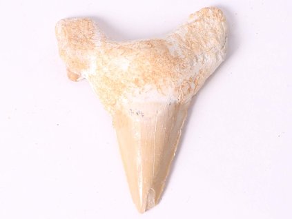 Fosilie žraločí zub velký 6 cm #330