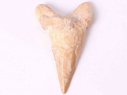 Fosilie žraločí zub velký 7 cm #347