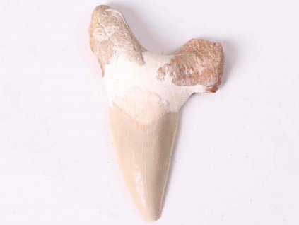 Fosilie žraločí zub velký 7 cm #350