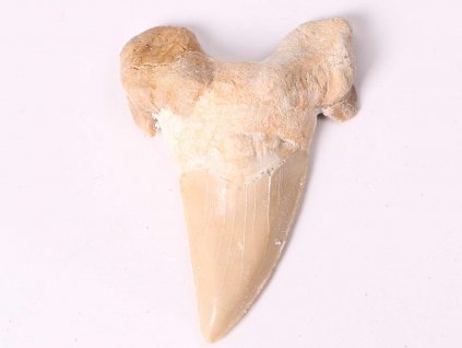 Fosilie žraločí zub velký 6 cm #366