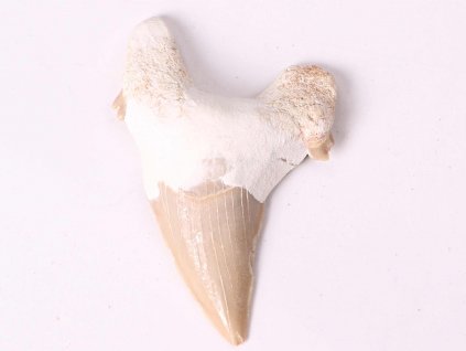 Fosilie žraločí zub velký 6 cm #368
