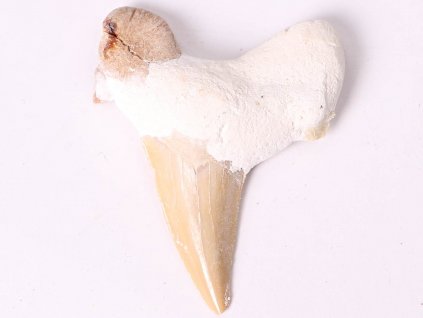 Fosilie žraločí zub velký 5 cm #372