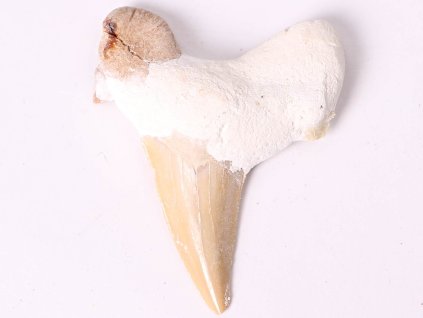 Skamielina zęba rekina, duża, 5 cm #372