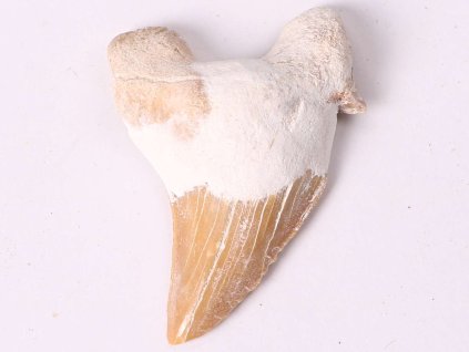 Skamielina zęba rekina, wielkość 5 cm #403