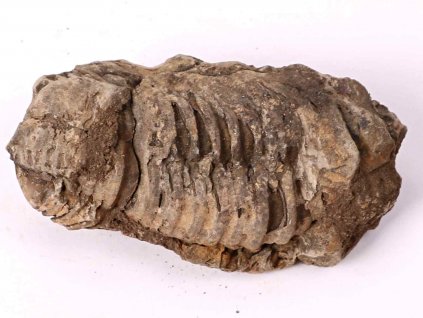 Fosilie Trilobit Calymene Flexicalymene 80 mm #115