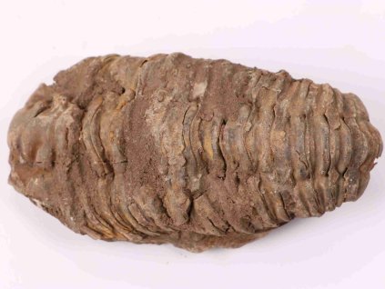 Skamielina trylobita Calymene Flexicalymene 100 mm #117