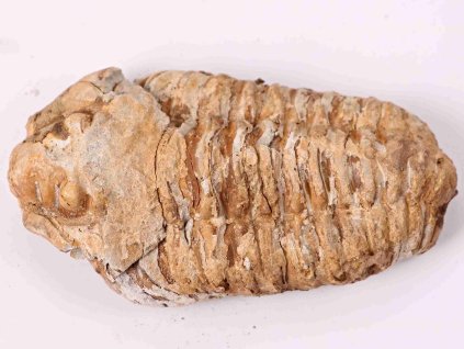 Fosilie Trilobit Calymene Flexicalymene 90 mm #124