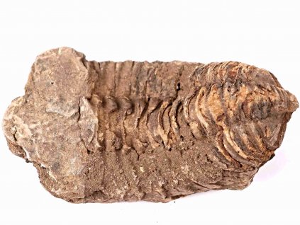 Fosilie Trilobit Calymene Flexicalymene 85 mm #129
