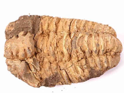 Fosilie Trilobit Calymene Flexicalymene 90 mm #135