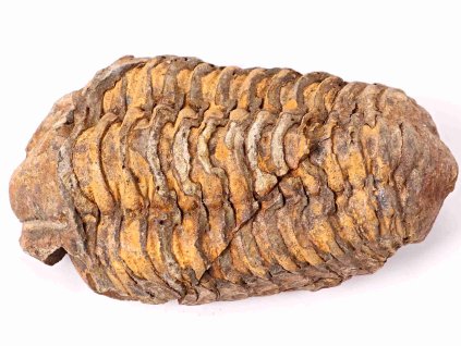 Skamielina trylobita Calymene Flexicalymene 85 mm #138
