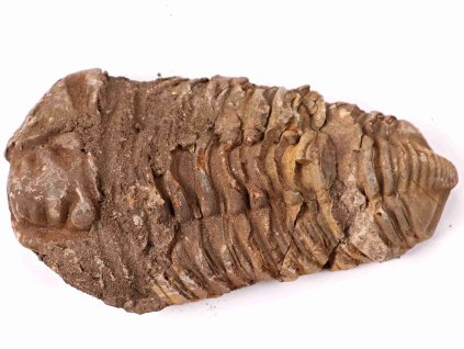 Skamielina trylobita Calymene Flexicalymene 100 mm #141