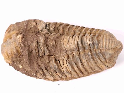 Fosilie Trilobit Calymene Flexicalymene 100 mm #145