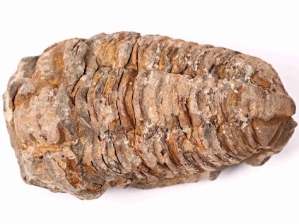 Fosilie Trilobit Calymene Flexicalymene 85 mm #150