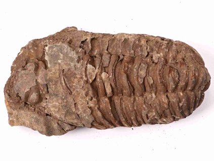 Fosilie Trilobit Calymene Flexicalymene 100 mm #152