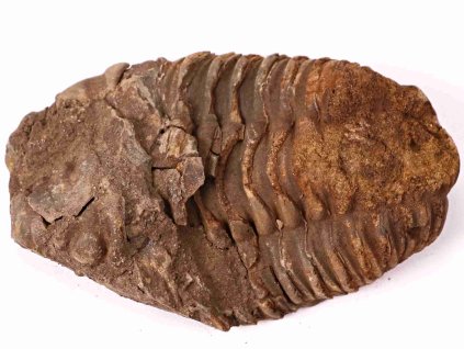 Fosilie Trilobit Calymene Flexicalymene 90 mm #154