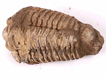 Fosilie Trilobit Calymene Flexicalymene 85 mm #158