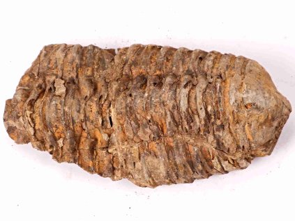 Fosilie Trilobit Calymene Flexicalymene 100 mm #163