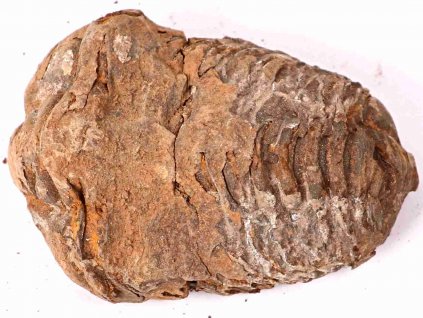 Fosilie Trilobit Calymene Flexicalymene 65 mm #171