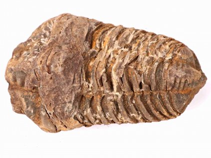 Fosilie Trilobit Calymene Flexicalymene 85 mm #175