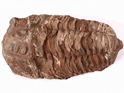 Fosilie Trilobit Calymene Flexicalymene 90 mm #176