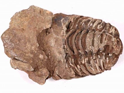 Fosilie Trilobit Calymene Flexicalymene 80 mm #184
