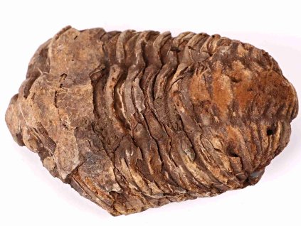 Fosilie Trilobit Calymene Flexicalymene 80 mm #187