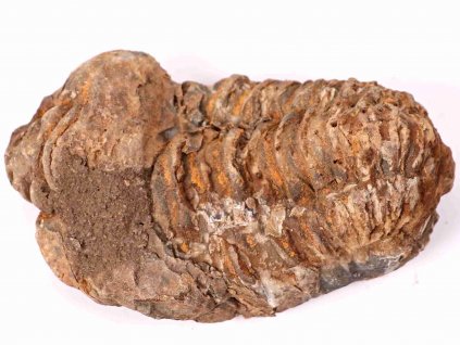 Fosilie Trilobit Calymene Flexicalymene 75 mm #199
