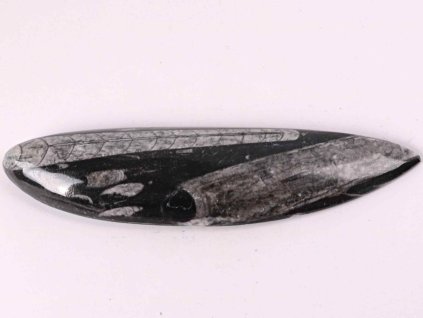 Fosilie Orthoceras 175 mm (Maroko) #76