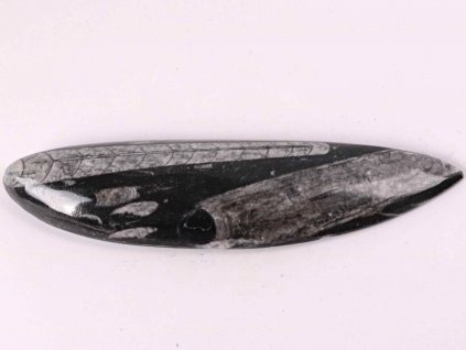 Fosilie Orthoceras 175 mm (Maroko) #76