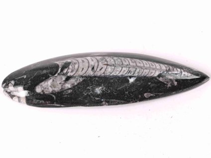 Skamielina Orthoceras 145 mm (Maroko) #85