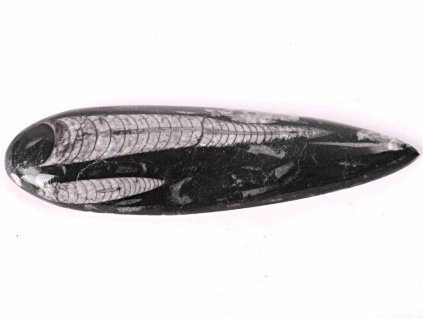 Fosilie Orthoceras 170 mm (Maroko) #98