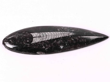 Fosilie Orthoceras 150 mm (Maroko) #111