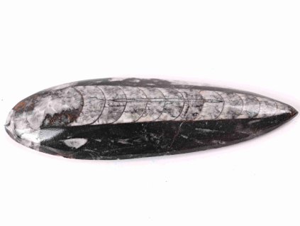 Skamielina Orthoceras 160 mm (Maroko) #115