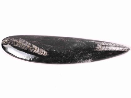 Fosilie Orthoceras 205 mm (Maroko) #116
