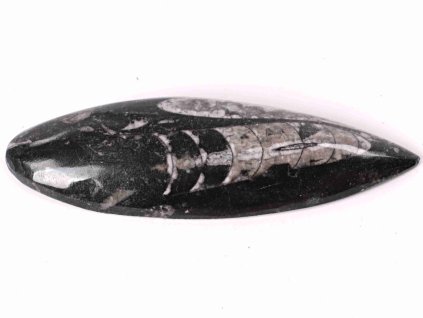 Fosilie Orthoceras 140 mm (Maroko) #117