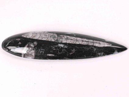 Fosilie Orthoceras 155 mm (Maroko) #133