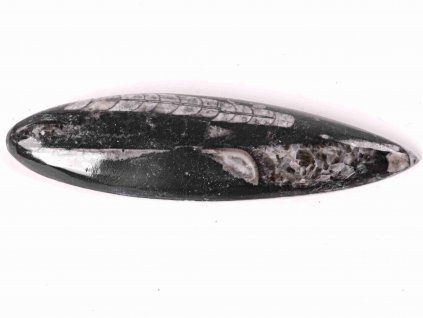 Fosilie Orthoceras 150 mm (Maroko) #134