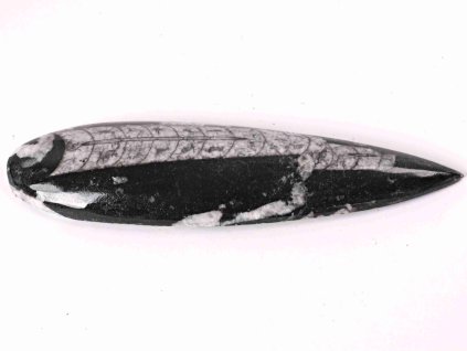Fosilie Orthoceras 160 mm (Maroko) #140
