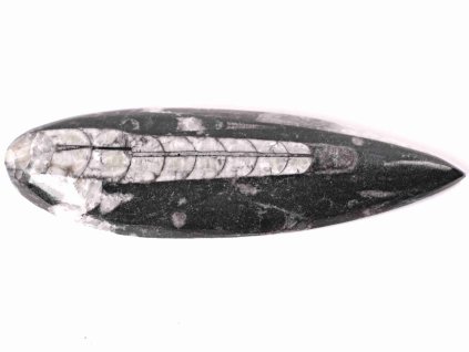 Fosilie Orthoceras 145 mm (Maroko) #147