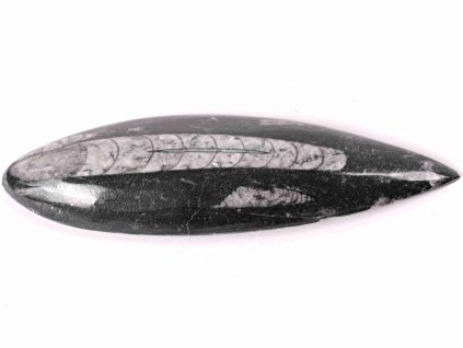 Fosilie Orthoceras 140 mm (Maroko) #148