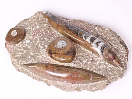 Fosilie Orthoceras deska 28x17cm 2.210 kg (Maroko) #04