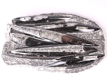 Skamielina Orthoceras płyta 24x16cm 1,820 kg (Maroko) #07