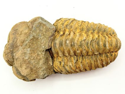 Fosilie Trilobit Calymene Flexicalymene 95 mm #213