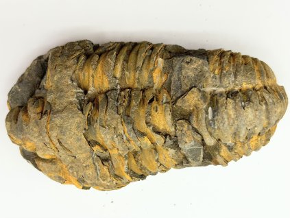 Fosilie Trilobit Calymene Flexicalymene 100 mm #214