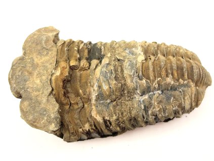 Fosilie Trilobit Calymene Flexicalymene 90 mm #215