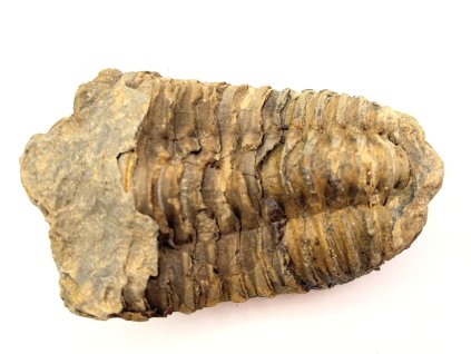 Fosilie Trilobit Calymene Flexicalymene 85 mm #216