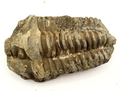 Fosilie Trilobit Calymene Flexicalymene 95 mm #220