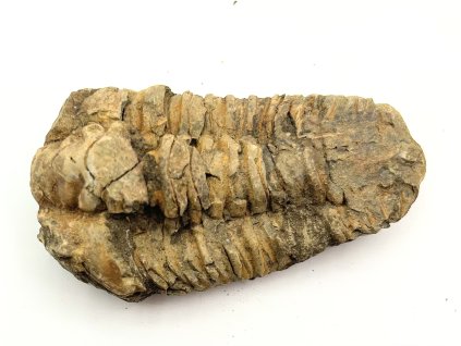 Fosilie Trilobit Calymene Flexicalymene 90 mm #221