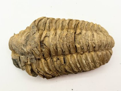 Fosilie Trilobit Calymene Flexicalymene 85 mm #223