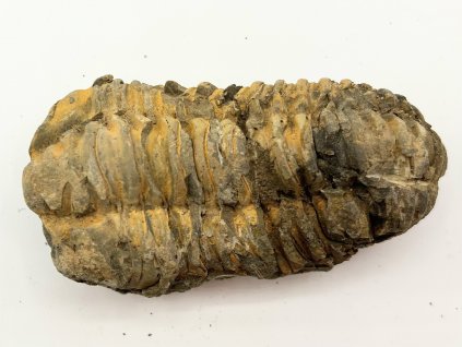 Fosilie Trilobit Calymene Flexicalymene 85 mm #224